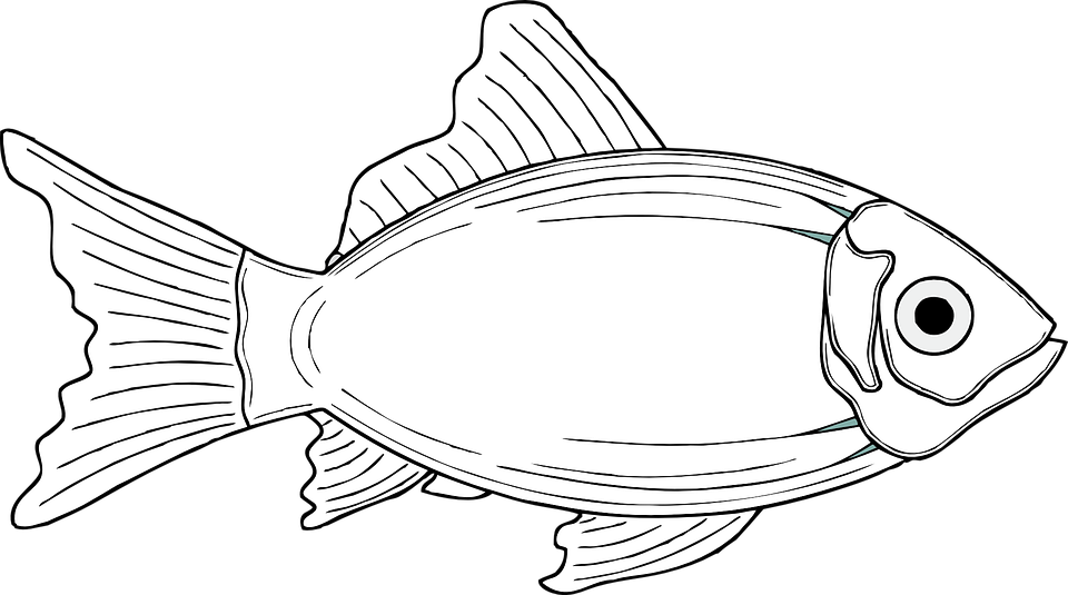 Presentación de un pez dibujado-introduccion